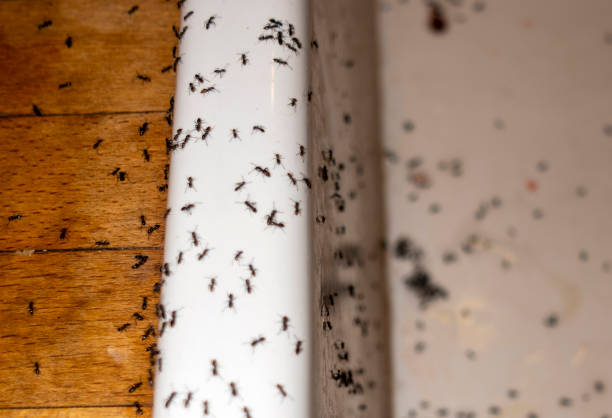 Pest Prevention Services in Chesterland, OH
